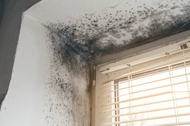 Affordable Black Mold Remediation solutions in Stow, MA